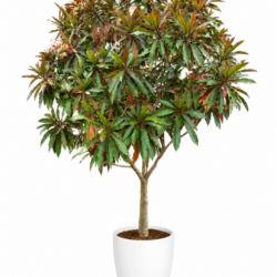 Pong Pong Tree - Cerbera odollam
