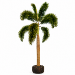 Foxtail Palm
