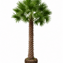 Wax Palm