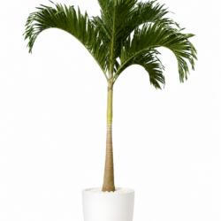 Manila Palm