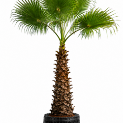 Palmyra palm