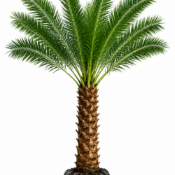 Silver Date Palm