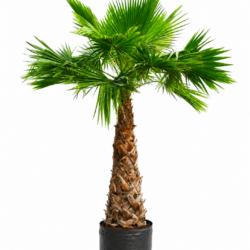 Washington Palm