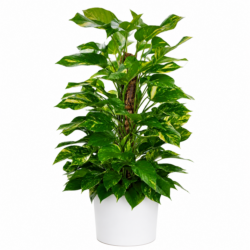 Devils Ivy Plant