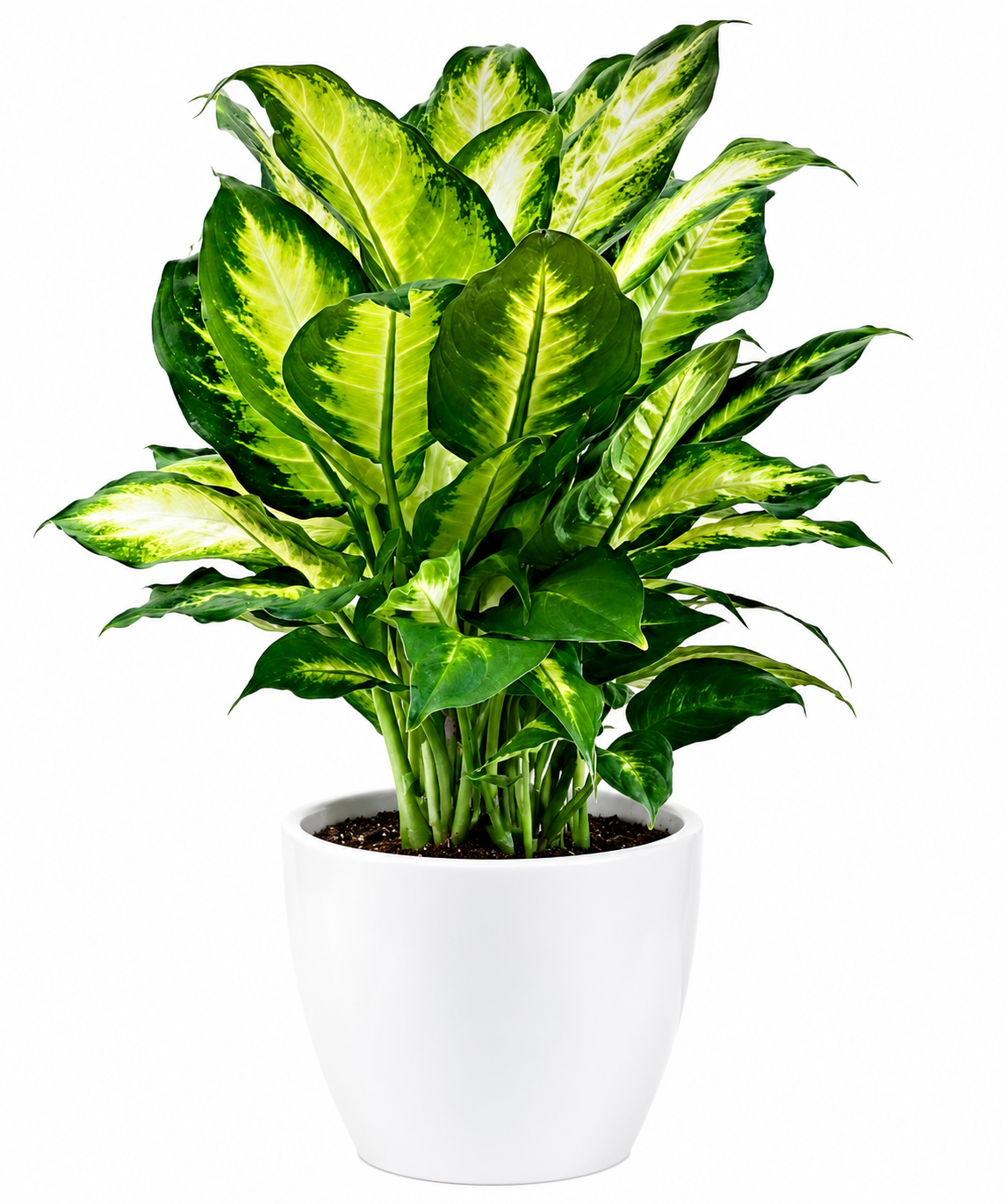 Chinese Evergreen Plant