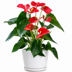 Anthurium - Flamingo Flower