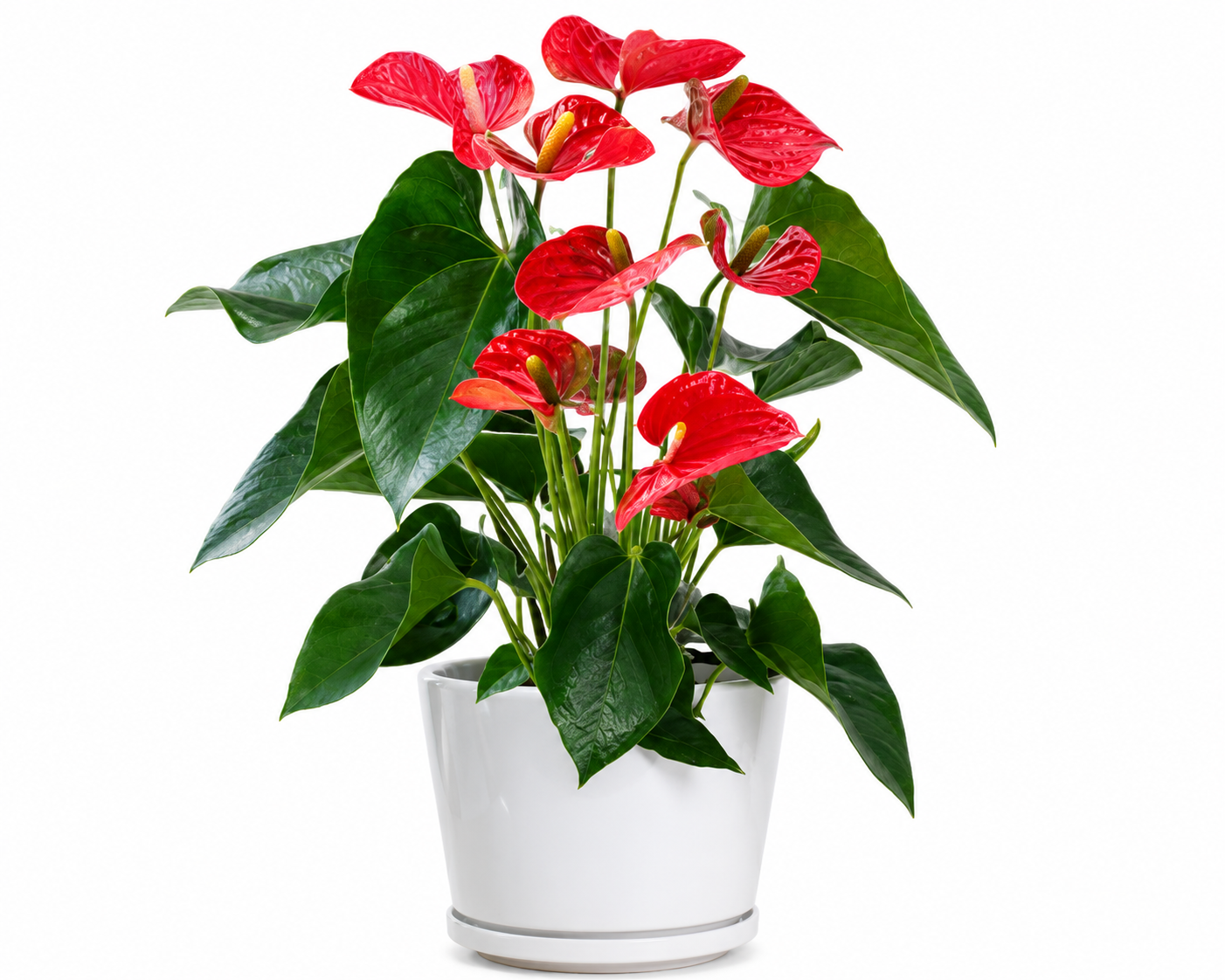 Anthurium - Flamingo Flower