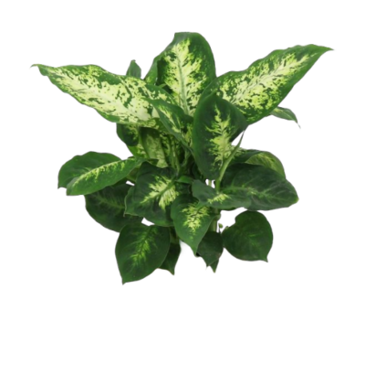 Chinese Evergreen Plant - Image 2