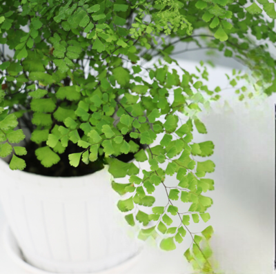 Maidenhair Fern - Image 2