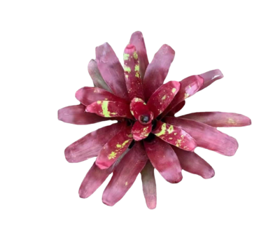 Bromeliad (type 2) - Image 4