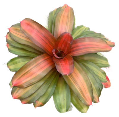 Bromeliad (type 2) - Image 3