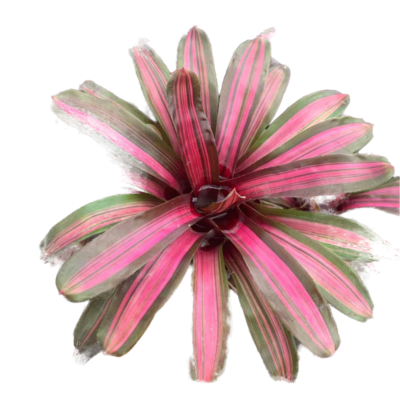 Bromeliad (type 2) - Image 2