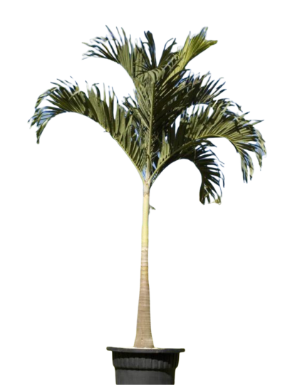 Manila Palm - Image 2