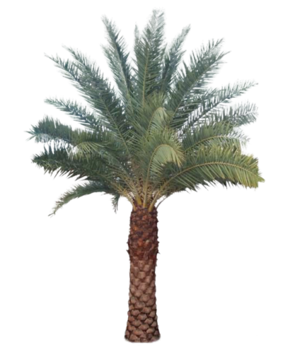 Silver Date Palm - Image 2