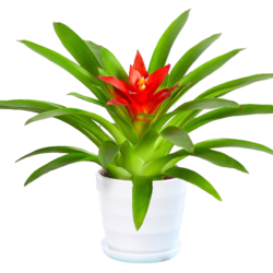 Bromeliad (type 4)