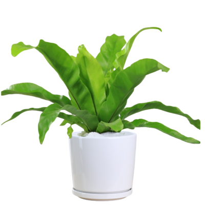 Bird's Nest Fern