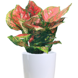 Aglaonema