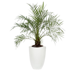 Dwarf Date Palm
