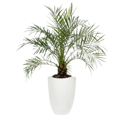 Dwarf Date Palm