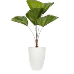Vanuatu Fan Palm