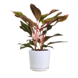 Chinese Evergreen - Aglaonema Modestum