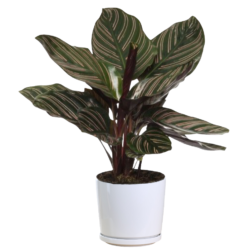 Pinstripe Plant - Calathea Sanderiana
