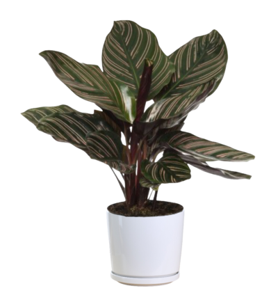 Pinstripe Plant - Calathea Sanderiana