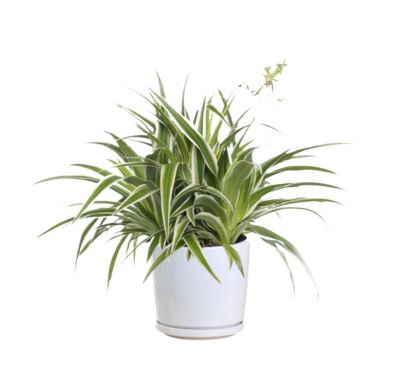 Spider Plant