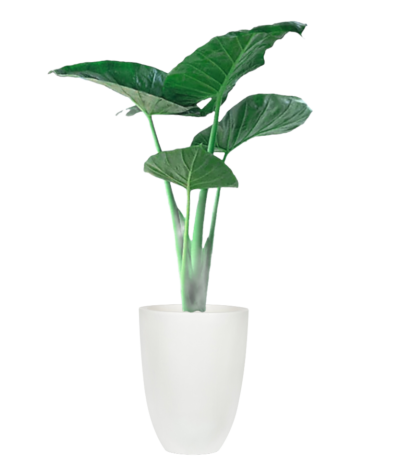 Elephant Ear Plant -Alocasia