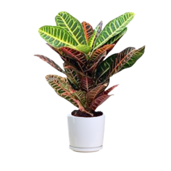 Codiaeum Variegatum Blume