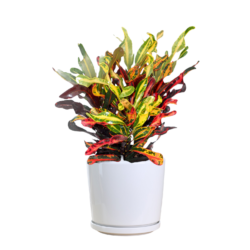 Variegated Laurel