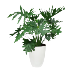 Philodendron Bipinnatifidum
