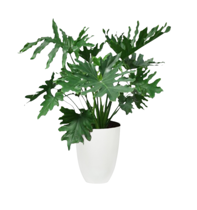 Philodendron Bipinnatifidum