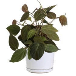 Velvet Philodendron