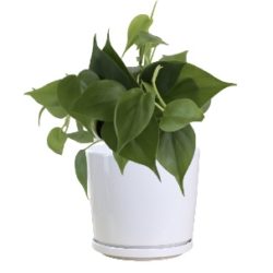 Sweet Heart Plant - Philodendron Brazil