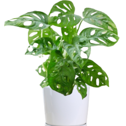 Monstera - Window Leaf Plant