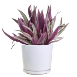 Boat Lily