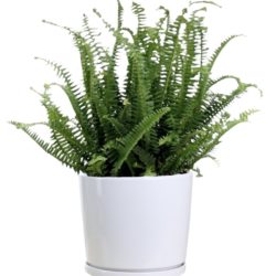 Fishbone Fern