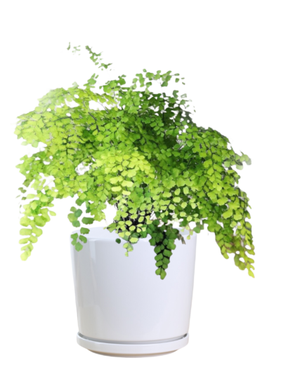 Maidenhair Fern - Image 3