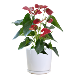 Anthurium - Flamingo Flower