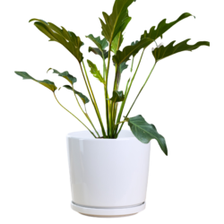 Philodendron Xandau