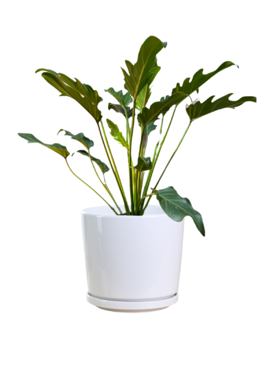 Philodendron Xandau
