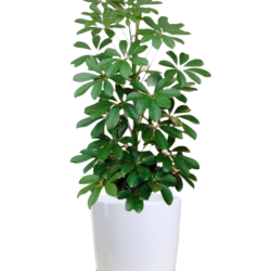 Dwarf Umbrella Plant