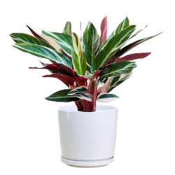 Stromanthe Triostar