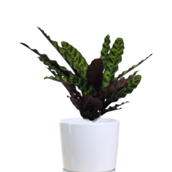 Calathea Lancifolia