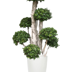 Ficus Annulata