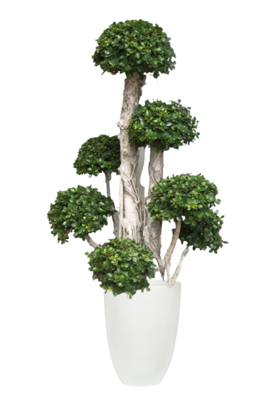 Ficus Annulata
