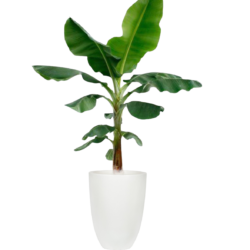 Banana Tree