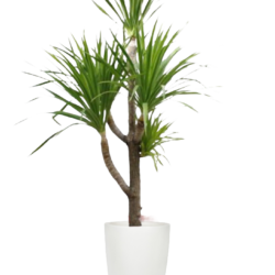 Dracaena Loureiri - Dragon Tree