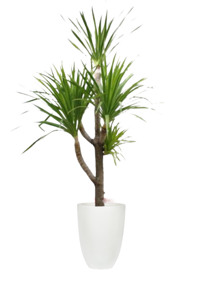 Dracaena Loureiri - Dragon Tree